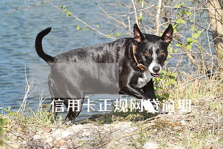 信用卡正规网贷逾期 信用卡正规网贷逾期