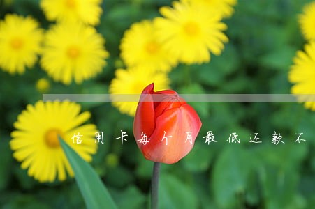 信用卡每个月最低还款不算逾期吧 信用卡每个月最低还款不算逾期吧