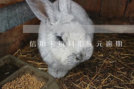 信用卡每月扣5元逾期
