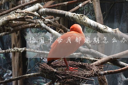 信用卡每月都逾期怎么办 信用卡每月都逾期怎么办