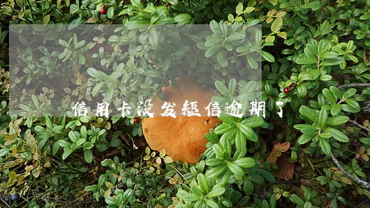 信用卡没发短信逾期了 信用卡没发短信逾期了