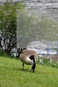 信用卡没有全部还清算不算逾期 信用卡没有全部还清算不算逾期