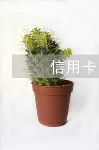 信用卡没有用怎么会逾期