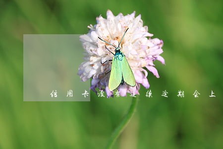 信用卡没有连续逾期会上征信吗 信用卡没有连续逾期会上征信吗