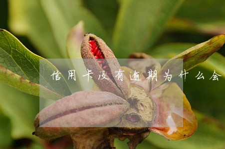 信用卡没有逾期为什么会支付 信用卡没有逾期为什么会支付