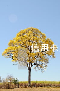 信用卡没有逾期会不会上征信 信用卡没有逾期会不会上征信