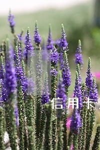 信用卡没有逾期但是欠了很多钱
