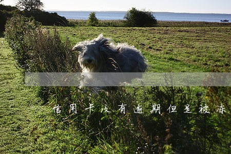 信用卡没有逾期但是被冻结了