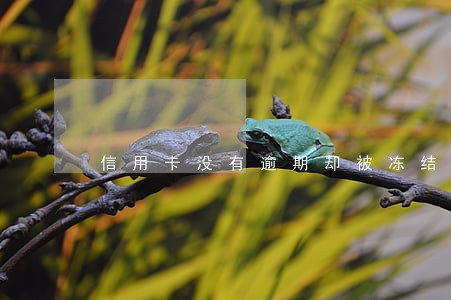 信用卡没有逾期却被冻结