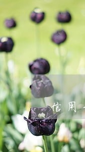 信用卡没有逾期去银行贷款