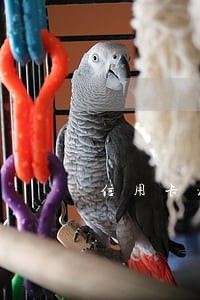 信用卡没有逾期可以申请停分期吗