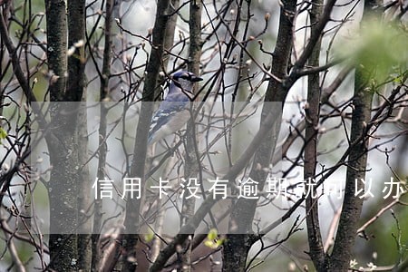 信用卡没有逾期就可以办分期吗 信用卡没有逾期就可以办分期吗