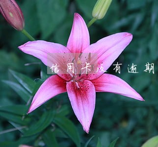 信用卡没有逾期怎么额度上不去 信用卡没有逾期怎么额度上不去