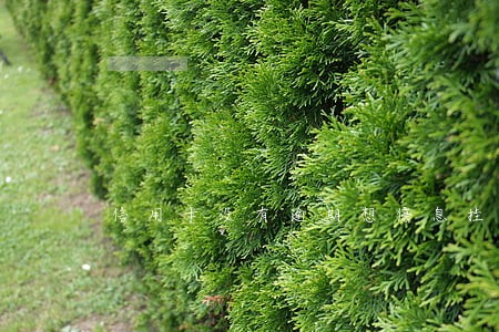 信用卡没有逾期想停息挂账可以吗 信用卡没有逾期想停息挂账可以吗