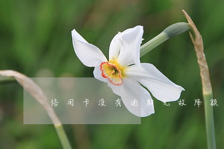 信用卡没有逾期无故降额