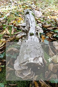 信用卡没有逾期有额度怎么办 信用卡没有逾期有额度怎么办