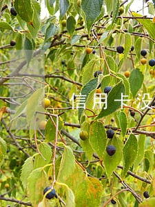 信用卡没有逾期注销会有影响吗 信用卡没有逾期注销会有影响吗