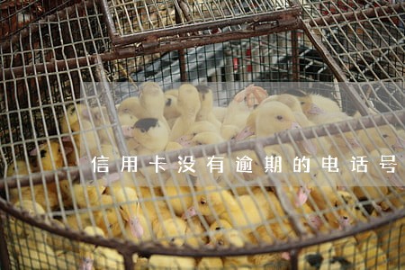 信用卡没有逾期的电话号码 信用卡没有逾期的电话号码