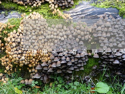 信用卡没有逾期突然降额停卡 信用卡没有逾期突然降额停卡