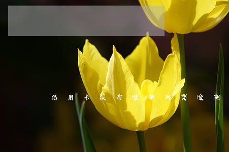 信用卡没有逾期网贷逾期 信用卡没有逾期网贷逾期