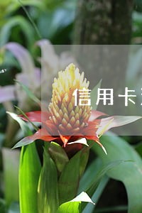 信用卡没有逾期网贷逾期了 信用卡没有逾期网贷逾期了