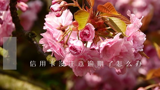 信用卡没注意逾期了怎么办 信用卡没注意逾期了怎么办