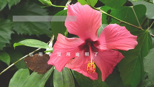 信用卡没用逾期了 信用卡没用逾期了