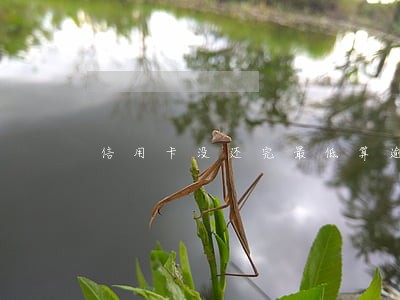信用卡没还完最低算逾期吗 信用卡没还完最低算逾期吗