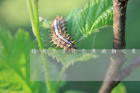 信用卡没还完有逾期记录 信用卡没还完有逾期记录