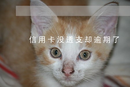信用卡没透支却逾期了 信用卡没透支却逾期了