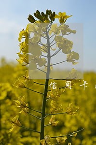 信用卡没逾期前能停息还款吗 信用卡没逾期前能停息还款吗