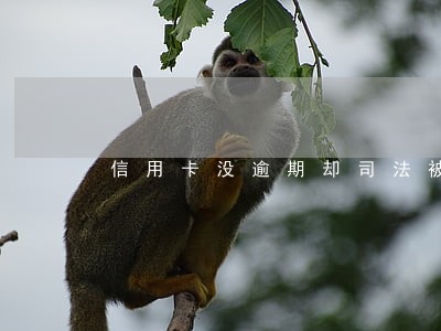 信用卡没逾期却司法被冻结 信用卡没逾期却司法被冻结