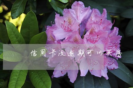 信用卡没逾期可以买房 信用卡没逾期可以买房
