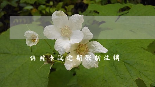 信用卡没逾期强制注销 信用卡没逾期强制注销