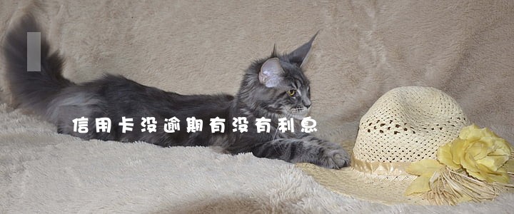 信用卡没逾期有没有利息 信用卡没逾期有没有利息