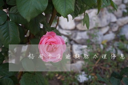 信用卡没逾期能办理停息吗 信用卡没逾期能办理停息吗