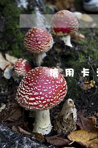信用卡没逾期能办购房贷款吗 信用卡没逾期能办购房贷款吗