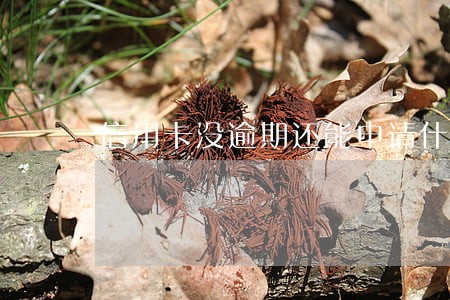 信用卡没逾期还能申请什么机率高 信用卡没逾期还能申请什么机率高