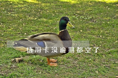 信用卡没逾期都空了 信用卡没逾期都空了