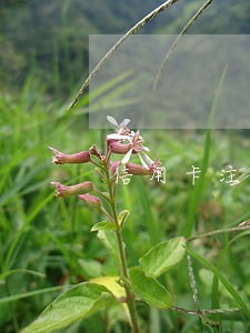 信用卡注销还逾期