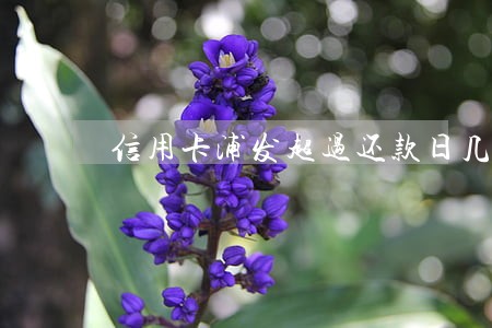 信用卡浦发超过还款日几天算逾期 信用卡浦发超过还款日几天算逾期