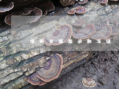 信用卡浦发逾期冻结 信用卡浦发逾期冻结