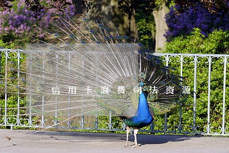 信用卡浪费司法资源