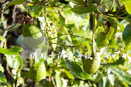 信用卡消费多没逾期可以贷款吗
