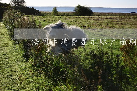 信用卡消费显示账户逾期