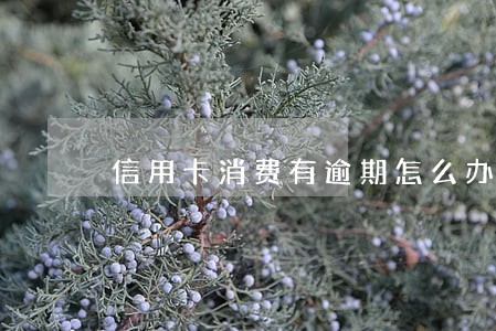 信用卡消费有逾期怎么办 信用卡消费有逾期怎么办