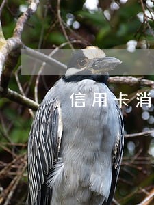 信用卡消费逾期 信用卡消费逾期