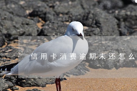 信用卡消费逾期未还怎么办 信用卡消费逾期未还怎么办