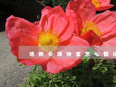 信用卡滞纳金怎么算法律百科 信用卡滞纳金怎么算法律百科