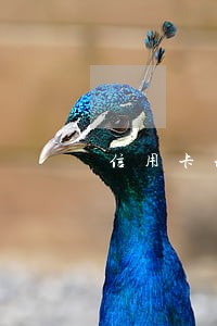 信用卡现在逾期有滞纳金吗 信用卡现在逾期有滞纳金吗